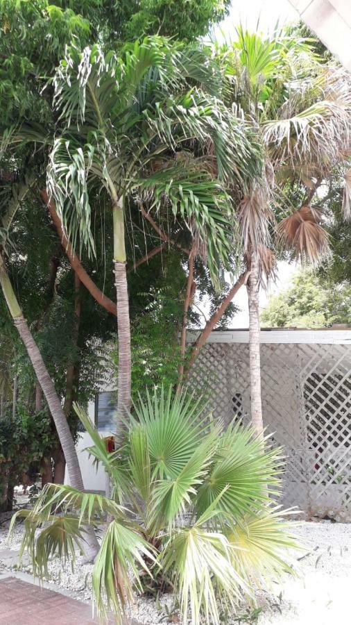 Palm Trees Apartments Βίλλεμσταντ Εξωτερικό φωτογραφία